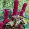 amaranth