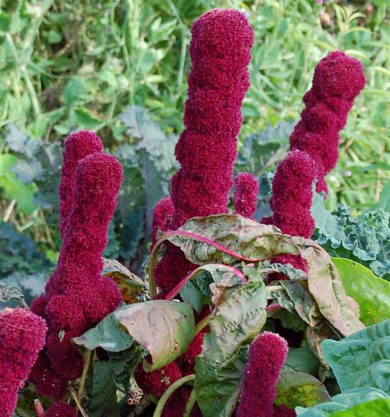Amaranth – A Comprehensive Guide - auscrops.com.au