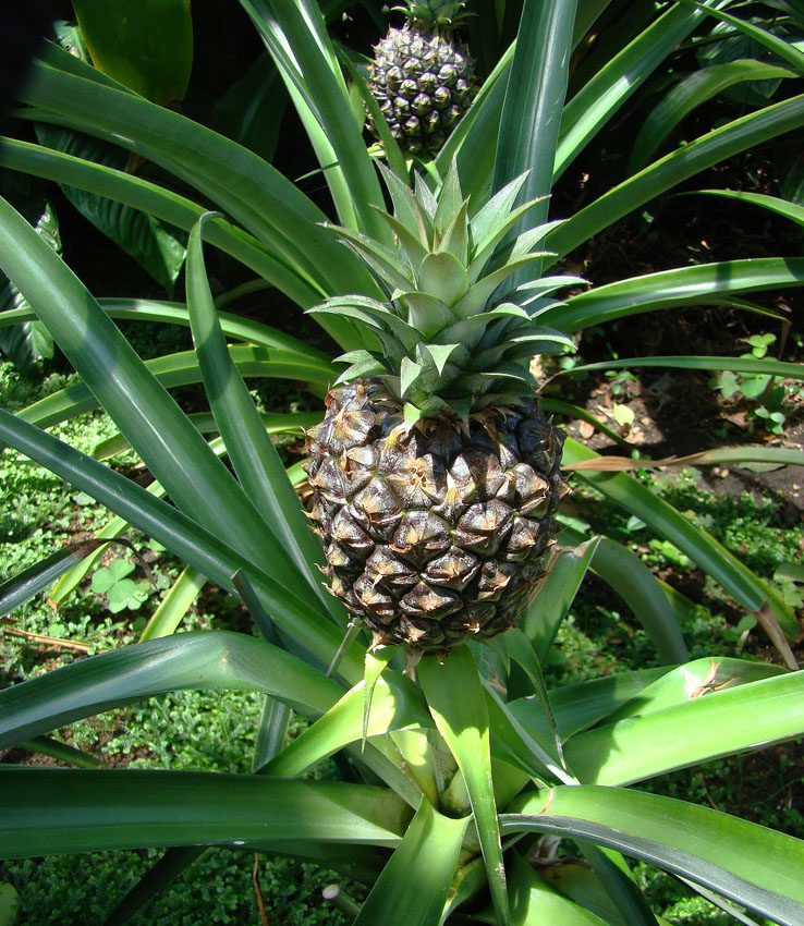ananas