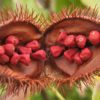 annatto