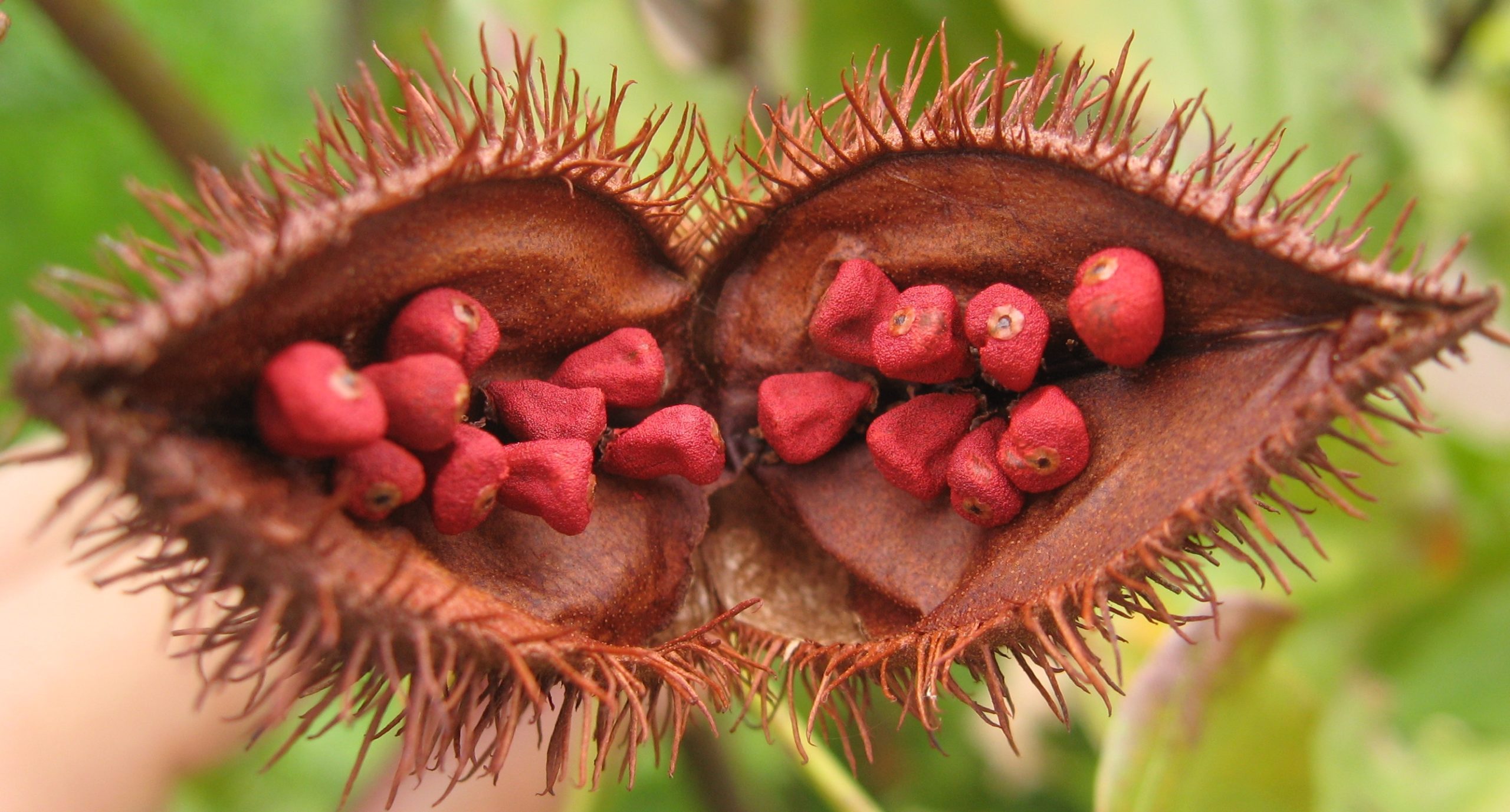 annatto