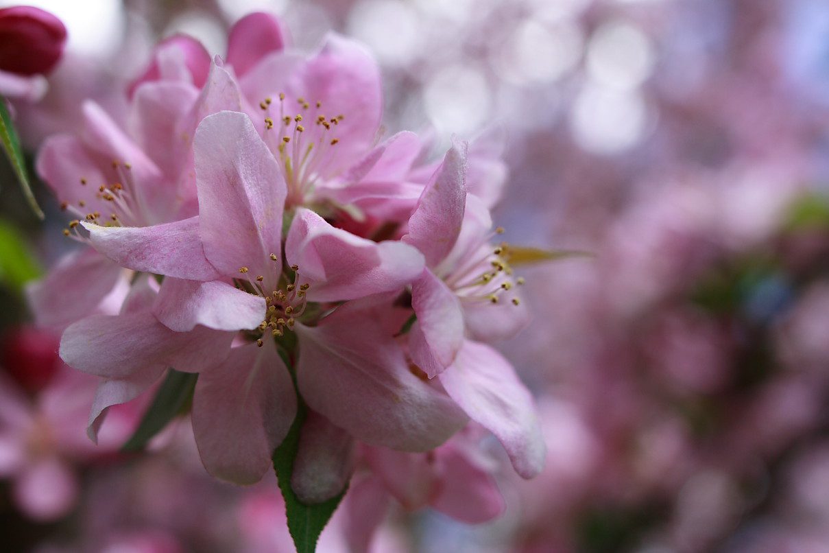apple bloom