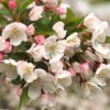apple blossoms
