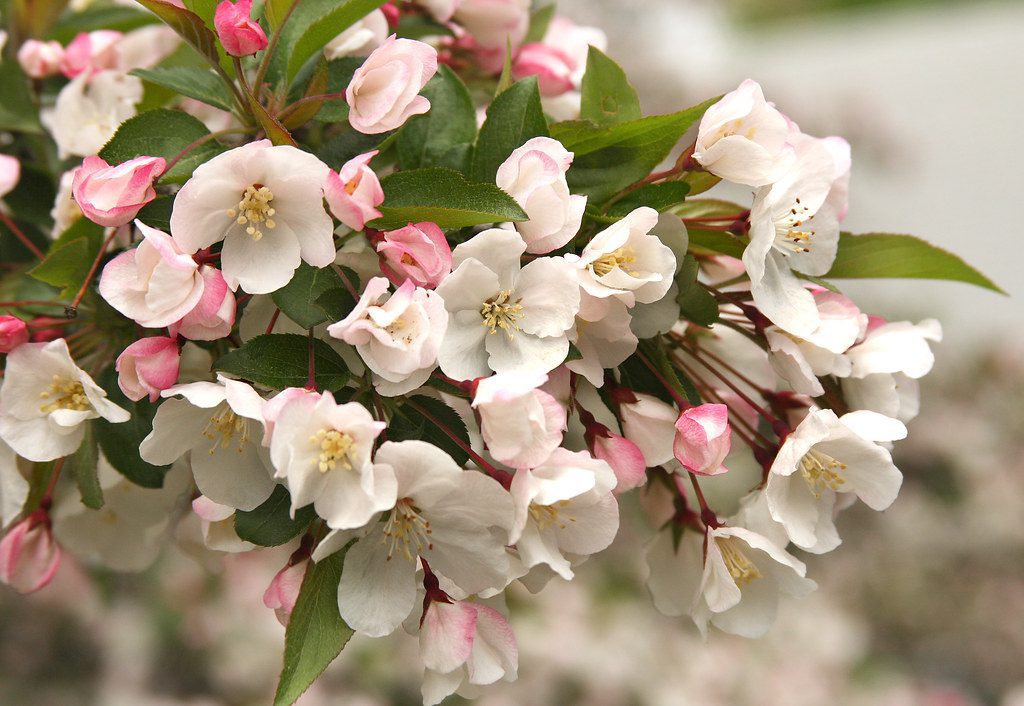 apple blossoms