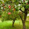 apple wood
