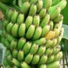 Are Bananas Herbs