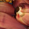 banana shallot