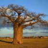 baobab