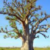 baobab tree