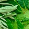 bay leaves