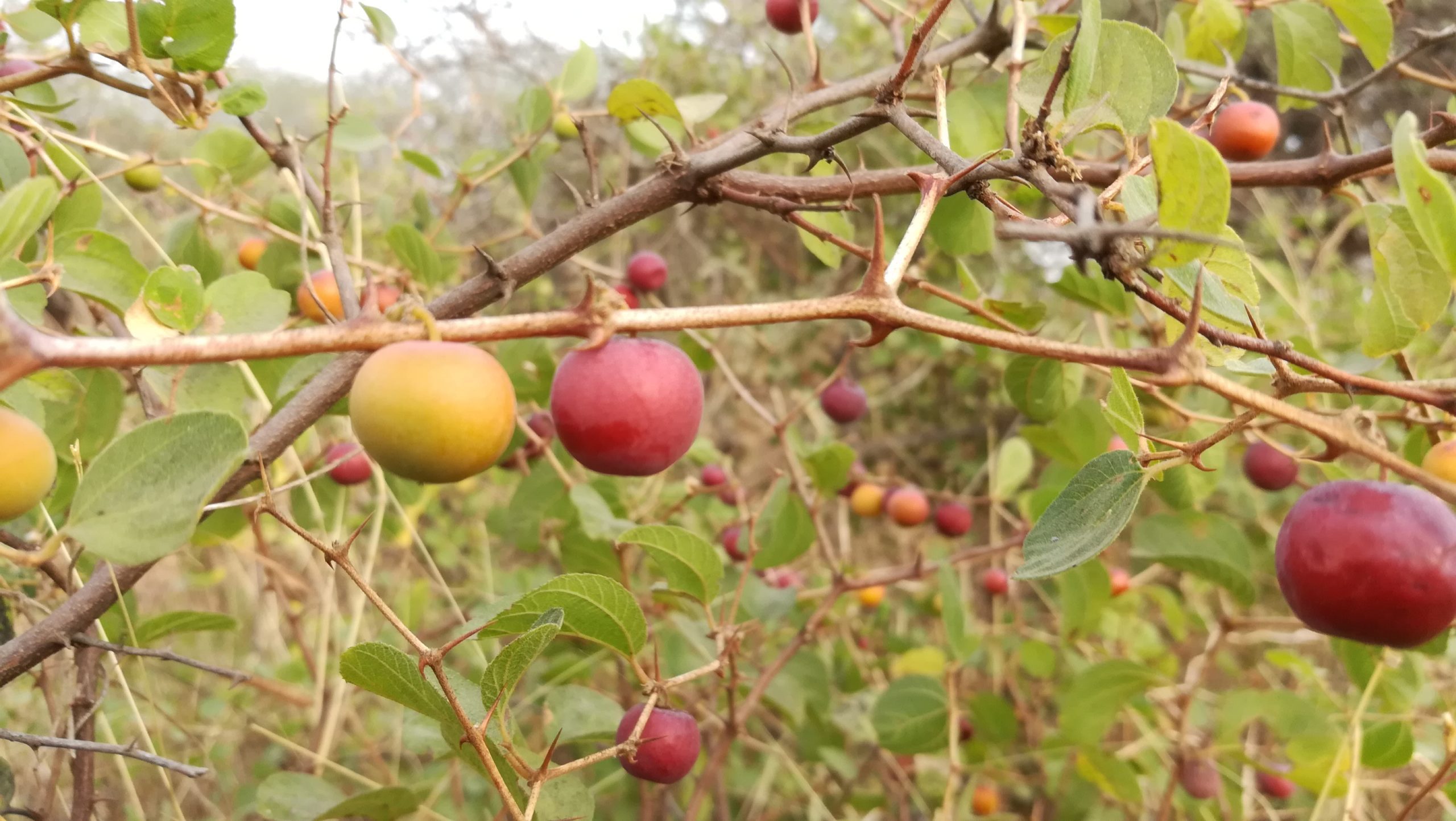 ber fruit