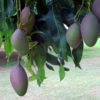 black mangoes
