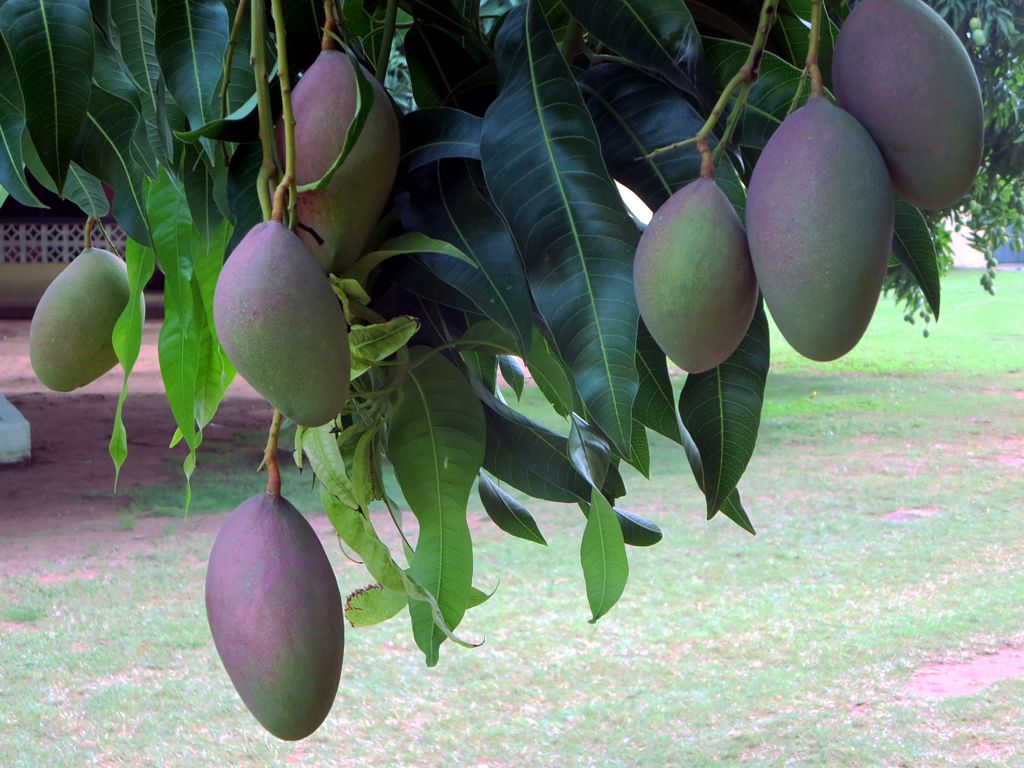 black mangoes