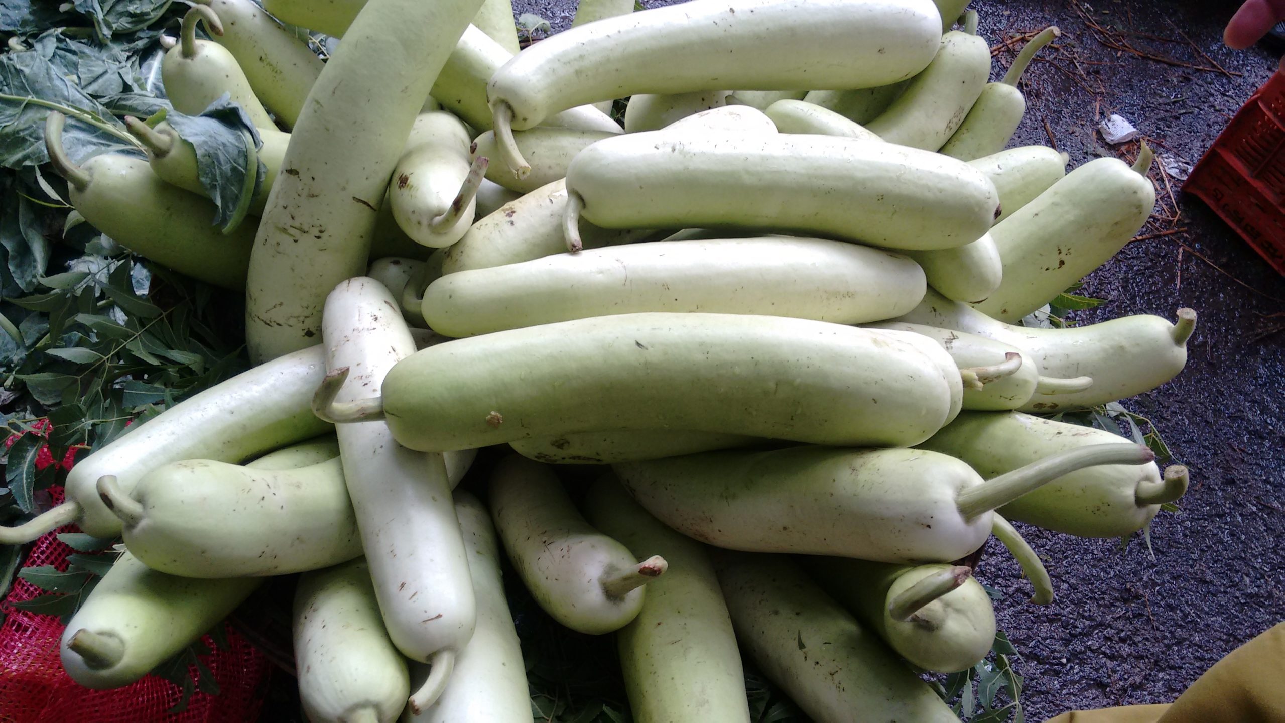 bottle gourds