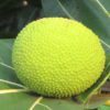breadfruit