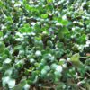 broccoli sprouts