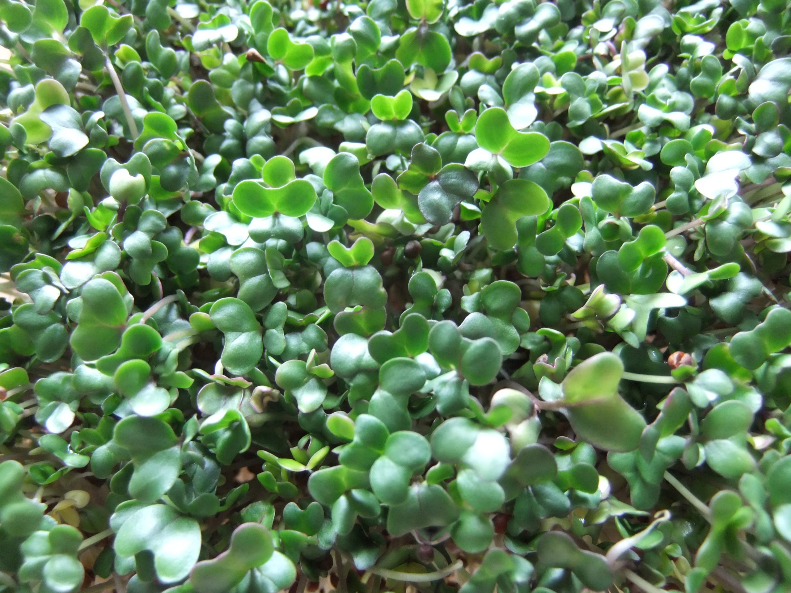 broccoli sprouts