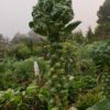 brussel sprout plant
