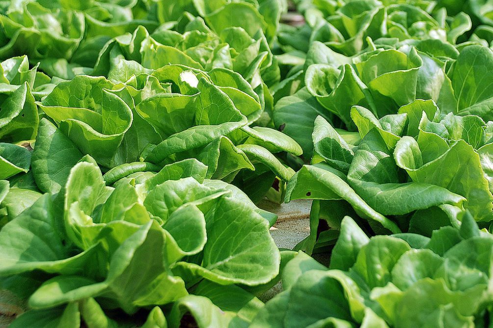 Butterhead Lettuce Types & Nutrition