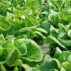 butterhead lettuce