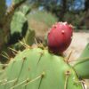 cactus prickly pear