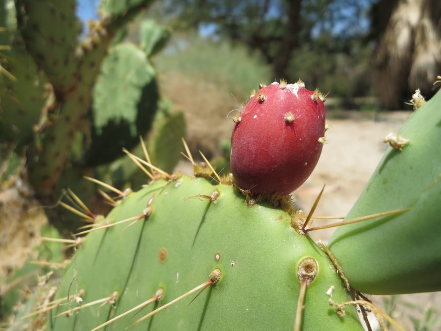 Cactus Prickly Pear - Nutrition & Benefits - auscrops.com.au