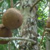 cannonball fruit