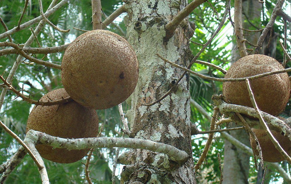 cannonball fruit