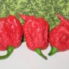 carolina reaper
