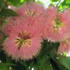 cascade lilly pilly