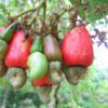 cashew on tree