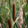 cattail