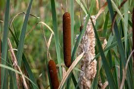 cattail