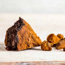 chaga mushroom