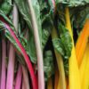 chard