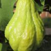 chayote