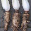chicory root