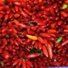 chilean pepper