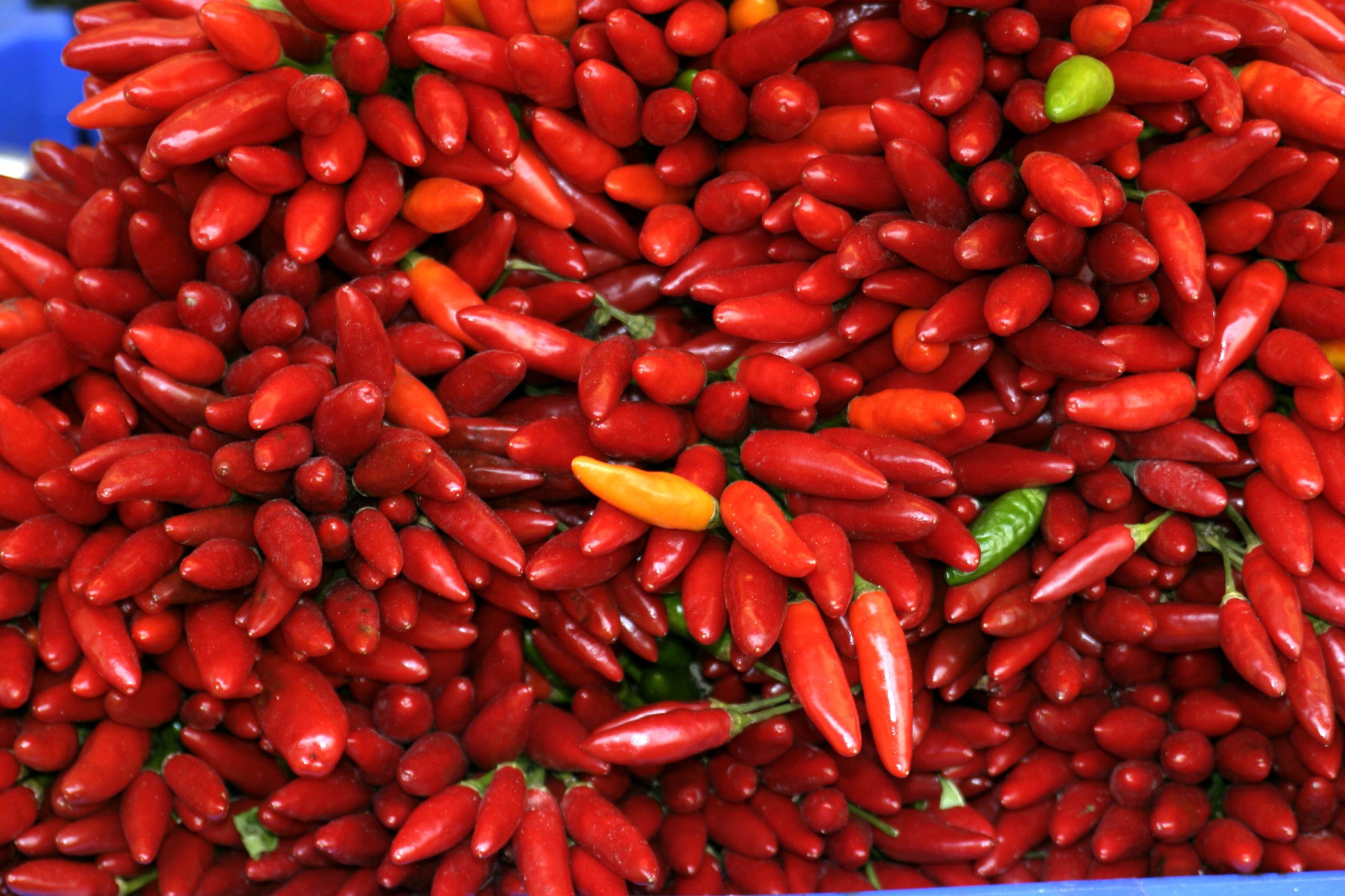 chilean pepper