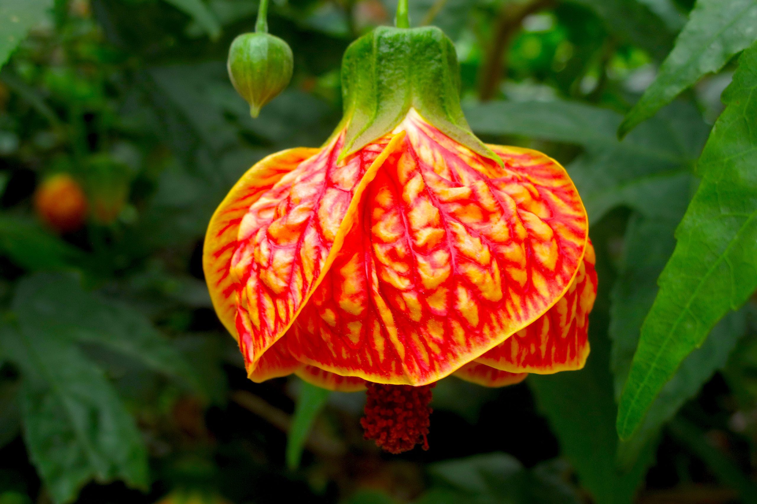 chinese lantern plant