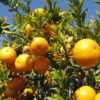 chinotto