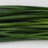 chives