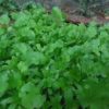 cilantro