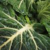 collard greens
