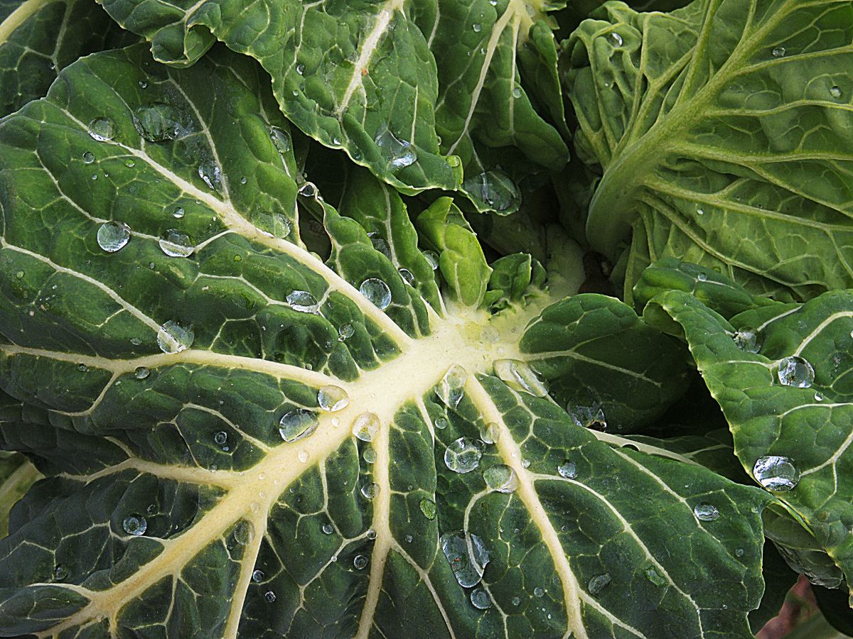 collard greens