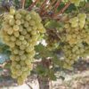 cotton candy grape