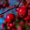 crab apples
