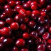cranberries