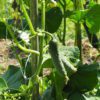crystal apple cucumbers