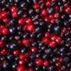 currant